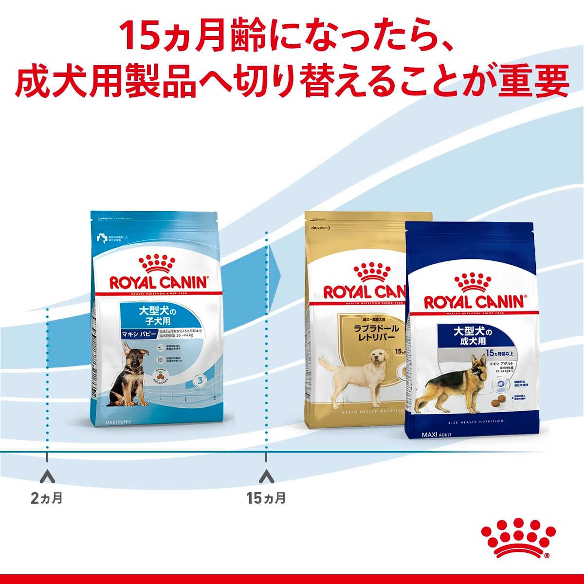マキシ パピー (大型 子犬用 ドライ） | Royal Canin JP