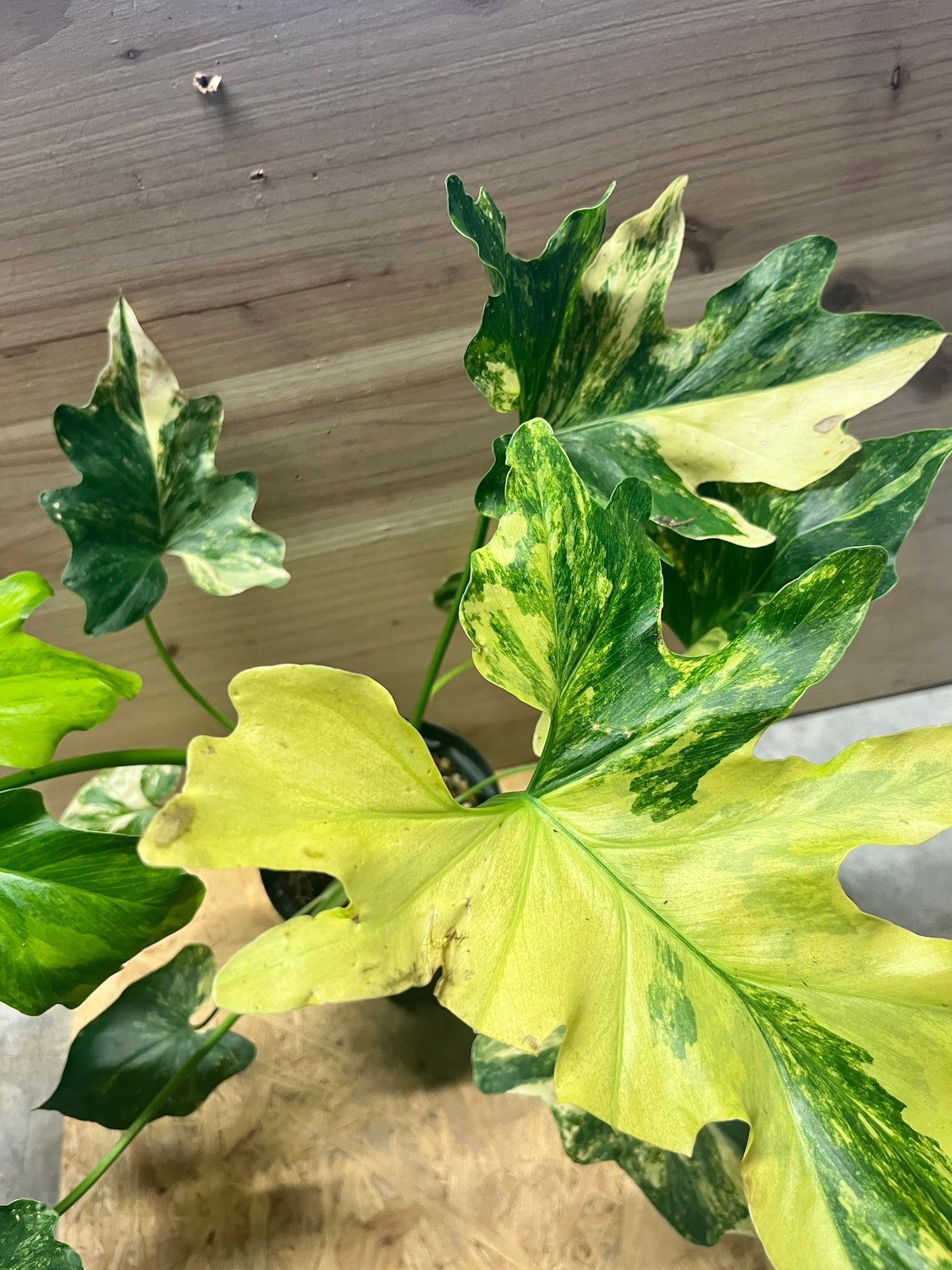 フィロデンドロン セローム 斑入り | GREEN LUCK