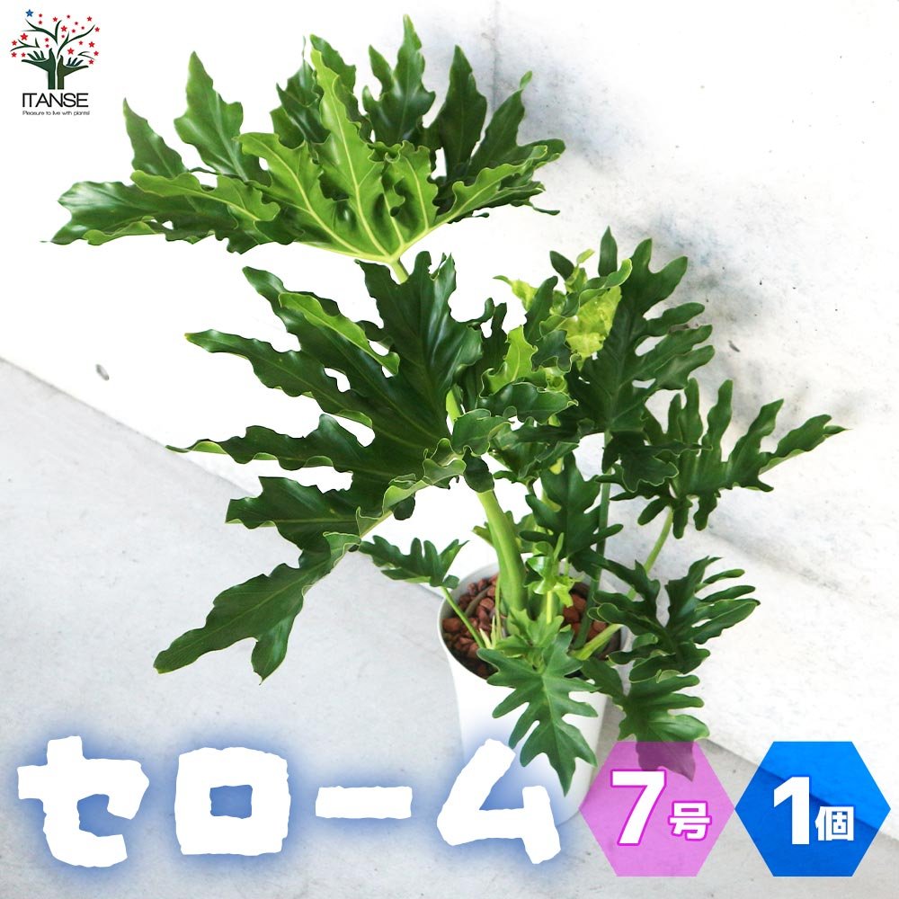 フィロデンドロン セローム【観葉植物 7号鉢／1個売り】｜ 【植物の