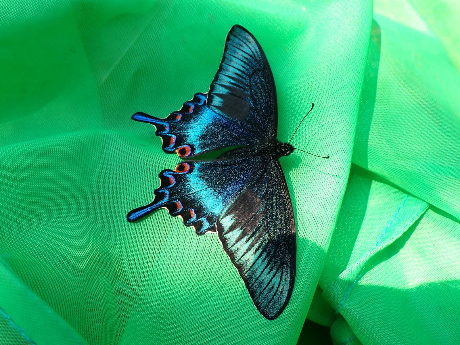 急な決断・・・ちょ～美しい！北海道の春型ミヤマカラスアゲハ