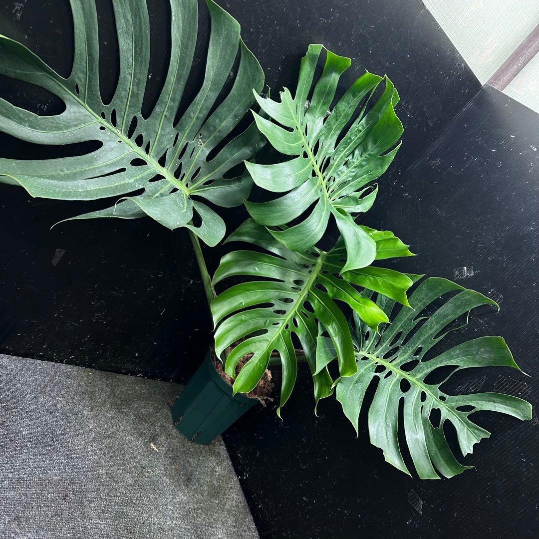 S*P様 モンステラデリシオーサマクロコズム超希少系統鉢植え75㎝ モンステラデリシオーサマクロコズム超希少系統鉢植え77㎝ - メルカリ